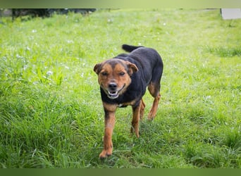Miki: Liebenswerter Gefährte wartet