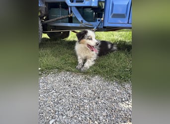 Australian Shepherd Welpe Bluey 