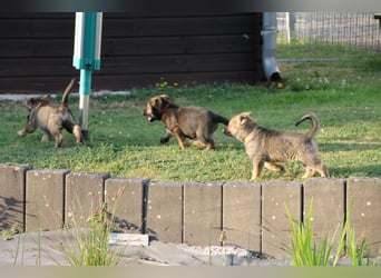 Schäferhund Welpen mit VDH Ahnentafel