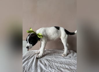 Hector - sagt "Hallihallo!"