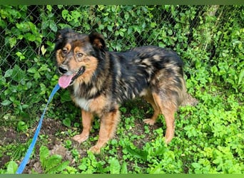Bildhübscher *JARO* - ist eine Seele von Hund