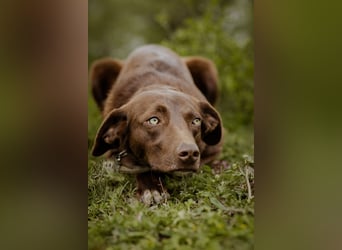 Boy: lieber Kuschelbär wünscht sich ein Zuhause