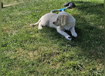 Reinrassige Golden Retriever Welpen