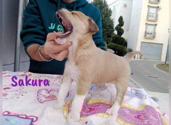 Sakura 01/2025 (ESP Pflegestelle) - neugierige, zuckersüße Ratonero Bodeguero Andaluz Welpin!