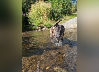 Nelson ein toller Hollandse Herder Mix