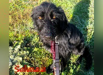 Selma2 11/2022 (GRC) - traumhafte, super soziale und hübsche Schnauzer-Mix Hündin!
