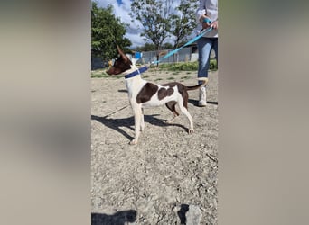 Cookie, Katzenverträglichkeit und lieb