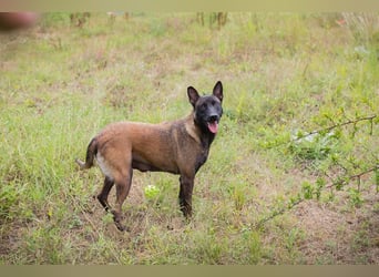 ROMINA - die hübsche Malinois-Hündin sucht ein hundeerfahrenes Zuhause!