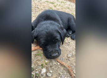 Labrador Welpe schwarz