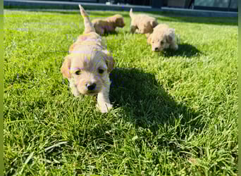 Wunderschöne Maltipoo Welpen!!! (Malteser/Zwergpudel)