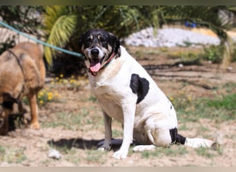 Maggi, Mix Labrador / Rafeiro Alentejano, lieb und sozial