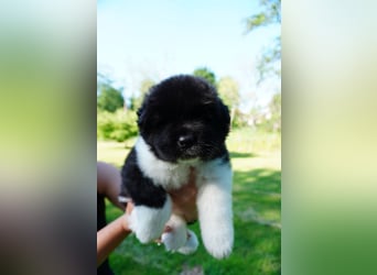 Amerikanische Akita
