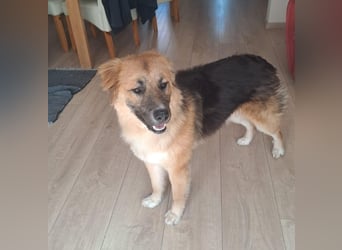 Ludwig - wo darf ich Zuhause sein?