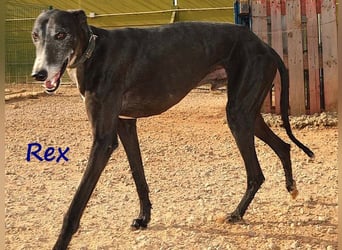 Rex 08/2019 (ESP) - aufgeschlossener, sozialer und angenehmer Galgo!