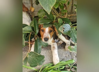Micky: „Ich will auch mit über die Alpen!"