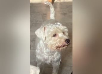Weiße Zwergschnauzer Welpen nicht haarend reinrassig