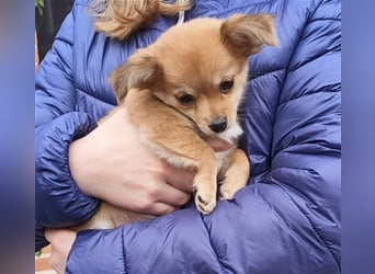 XXS Mini-Rasse-Mix Welpen Chihuahua, Papillon