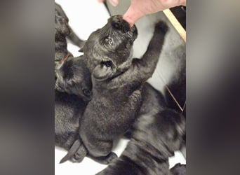Riesenschnauzer schwarz Welpen des A-Wurf's am 02.07.25 gefallen