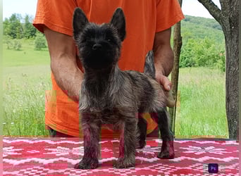 Cairn terrier puppies