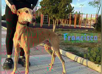 Francisco 09/2023 (ESP) - freundlicher und ausgeglichener, junger Galgo Rüde!
