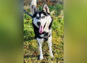 BANDIT - der verspielte und soziale Bursche möchte für immer ein Teil deiner Familie sein!