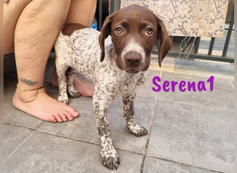 Serena1 geb. 04/2025 (ESP Pflegestelle) - sportliche und verschmuste, süße Bracke Welpin!