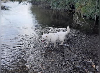 BENNY sucht ein Zuhause