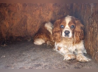 Spanko, schüchterener Cavalier King Charles Spaniel Rüde geb. 2017