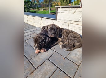 Cane corso mastiff mix 