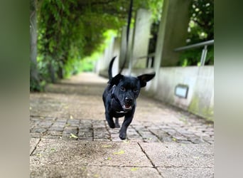 Chip - jung und aufgeweckt