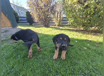 Rottweiler Schäferhund Mix