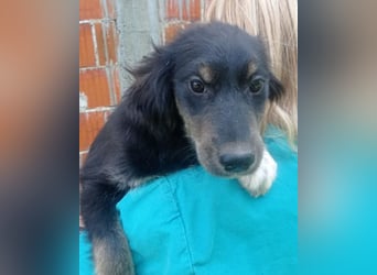 Sina ❤️ junge, aktive Husky-Mix Dame