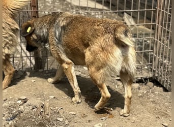 ♥QUENTIN♥ süßer, neugieriger, anfangs noch zurückhaltender Hundebub, der sicher schnell auftaut 44cm