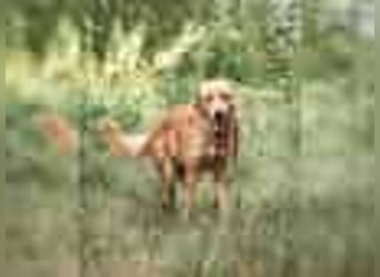 Total verschmuster Traumhund Yeti❤️mit Handicap sucht Menschen mit Herz
