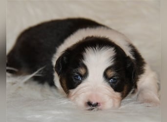 Australian Shepherd Welpen mit Pedigree