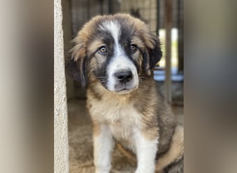Kroos, geb. ca. 03/2024, lebt in GRIECHENLAND, im städt. Tierheim Serres