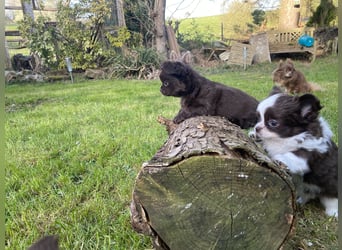 Langhaar-Chihuahuas mit Ahnentafel in schoko (weiß)