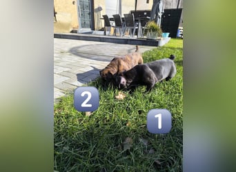 Wundervolle Bulldoggen-Welpen suchen ihr Für-Immer-Zuhause!