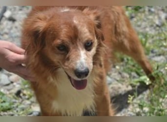 Vagabundo, einer von zwölf zurückgelassenen Hunden sucht ein neues Zuhause