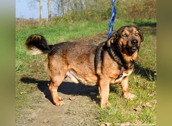 Archie - Vorliebe für Spaziergänge