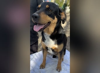 Dora - Anhängliche Dora sucht ihren Lieblingsmenschen