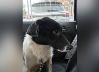 Sanfte Hündin Velta❤️aus Russland sucht liebevolles Zuhause - Pflegestelle oder Endstelle gesucht