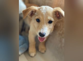 Tasha, geb. ca. 03/2025, lebt in GRIECHENLAND, im städt. Tierheim Serres