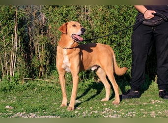 Mr John, Mix Labrador / Rafeiro Alentejano, lieb und verträglich
