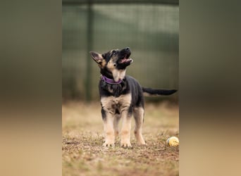 Verspielte Samantha sucht ihre Menschen