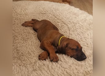 Rhodesian Ridgeback Welpen mit Papiere