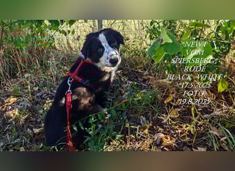 Border Collie-Welpen , black-, choco-,red-white und red-merle
