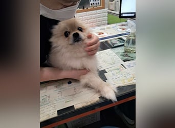 Rudy ein kleiner Kämpfer,sucht seine Menschen