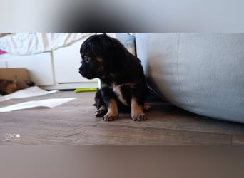 Reinrassige Langhaar - Chihuahua - Welpen abzugeben, sehr verspielt und verkuschelt!