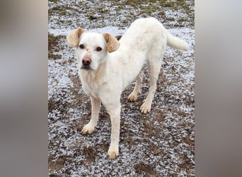 Casper (auf Pflegestelle Nähe Hannover)